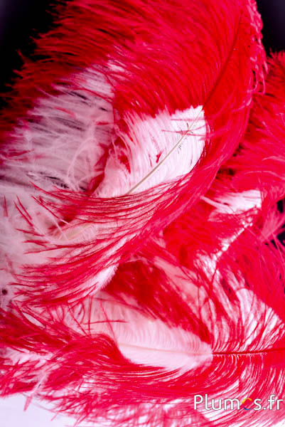 Strauss premium - 50-60 cm - creme-rot